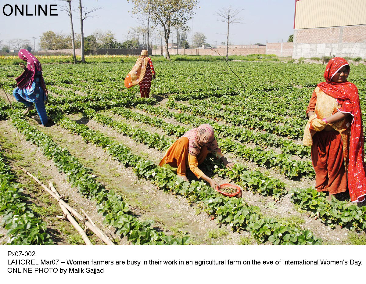 women farmers can help tackle food insecurity photo file