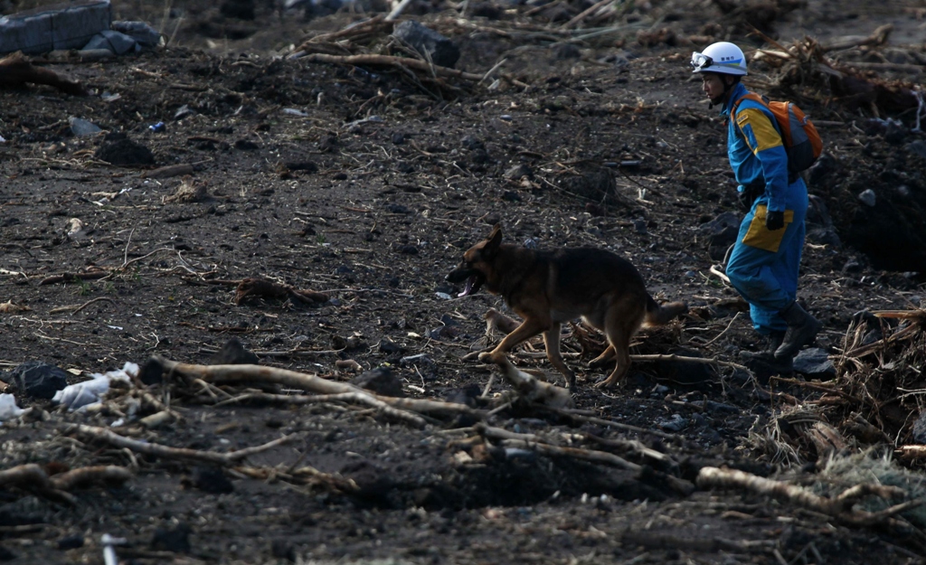 a rescue worker and a search dog look for victims at a site damaged by a landslide caused by typhoon wipha in izu oshima island south of tokyo photo reuters