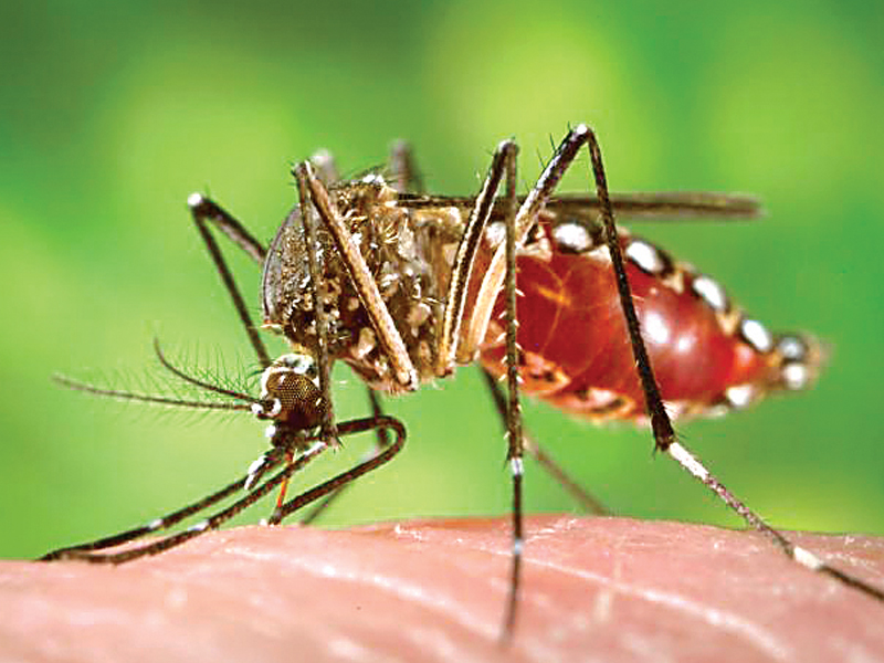 in shangla the number of people affected with dengue virus has reached 1 096