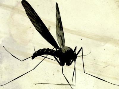 dengue scare returns to haunt karachiites dengue scare returns to haunt karachiites