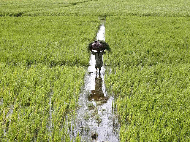 around 64 pakistan s population 212 million lives in rural areas most of who are employed directly or indirectly in agriculture photo file around 64 pakistan s population 212 million lives in rural areas most of who are employed directly or indirectly in agriculture photo file