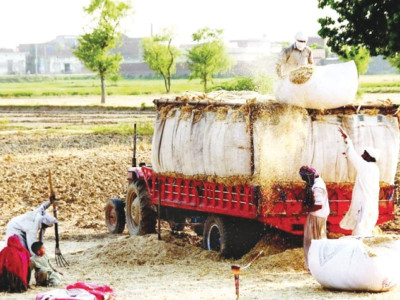 wheat output may rise 25 with bed planting