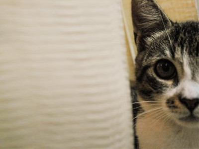 14 cats dog rescued from princess grace s childhood home