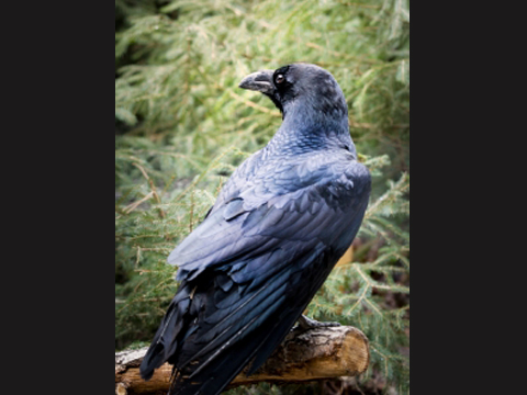 nepal 039 s cawing 039 bird brother 039 amazes crowd photo file