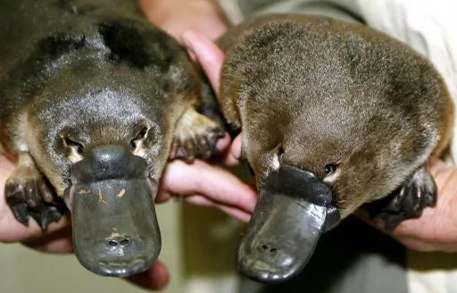 the world 039 s first platypus twin puggles born in captivity are shown together for the first time during a full health check at taronga zoo 039 s veterinary clinic in sydney 28 march 2003 photo afp the world 039 s first platypus twin puggles born in captivity are shown together for the first time during a full health check at taronga zoo 039 s veterinary clinic in sydney 28 march 2003 photo afp