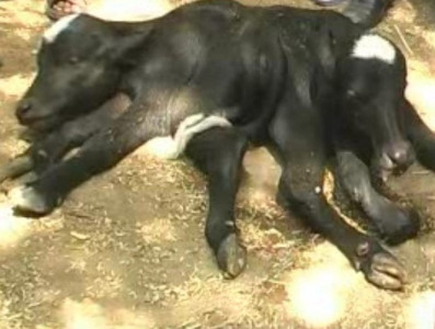 six legged two headed conjoined calves termed bad omen