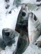 pakistan set to introduce national fisheries policy