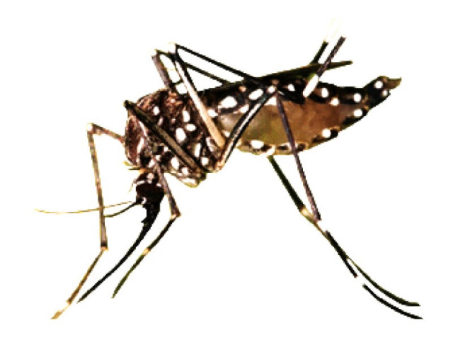 hospitals directed to take precautions to prevent vector growth on premises photo file hospitals directed to take precautions to prevent vector growth on premises photo file