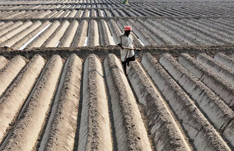 hybrid seeds have been important in the growth of pakistan s agricultural sector in the past unlocking the green revolution in the sixties photo afp file hybrid seeds have been important in the growth of pakistan s agricultural sector in the past unlocking the green revolution in the sixties photo afp file