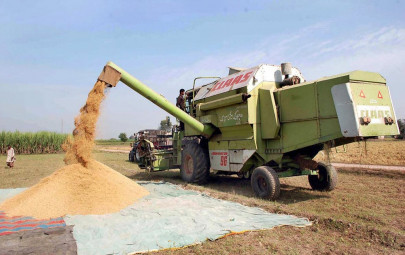 agriculture output government sets wheat production target at 25m tons