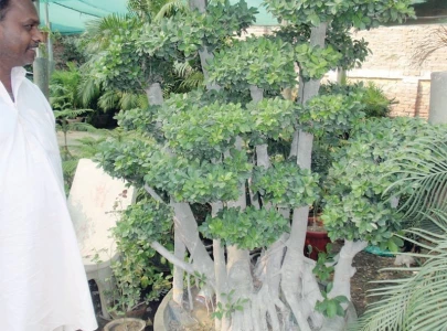 metropolis first bonsai centre opens its doors