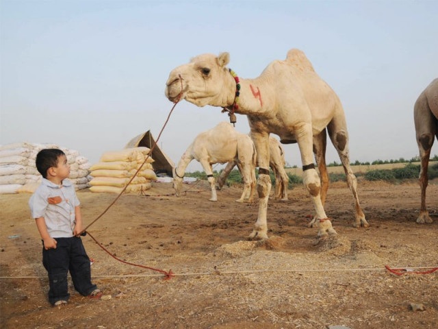 file photo of a camel photo mohammad noman express