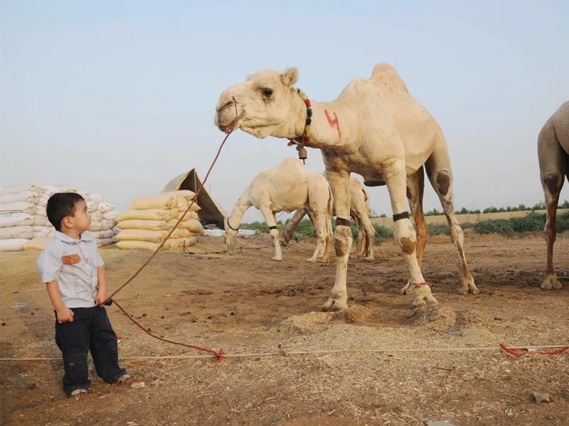file photo of a camel photo mohammad noman express file photo of a camel photo mohammad noman express