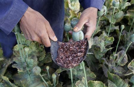 raw opium from a poppy head is seen at a poppy farmer 039 s field in jalalabad province photo reuters