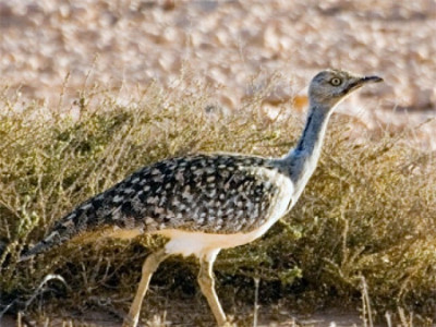 transferring power sindh govt to issue permits to hunt houbara bustard after pa resolution
