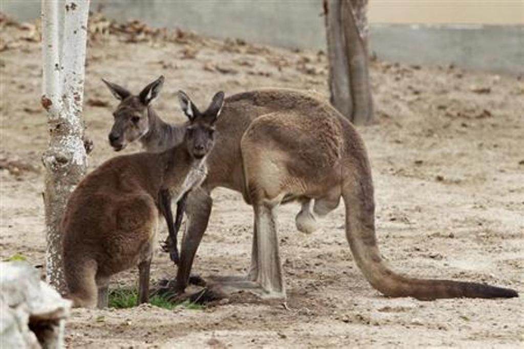 two kangaroos western grey kangaroo are seen at the parque de las leyendas zoo in lima photo reuters