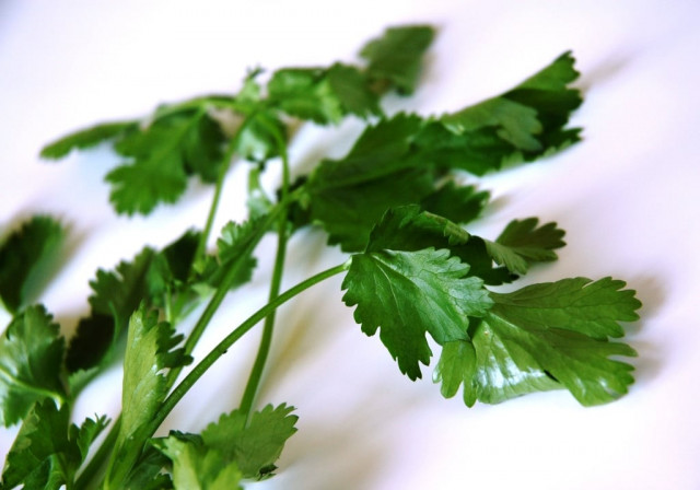 rashida alvi explains how pakistanis try to make up for the coriander shortage in england photo file rashida alvi explains how pakistanis try to make up for the coriander shortage in england photo file
