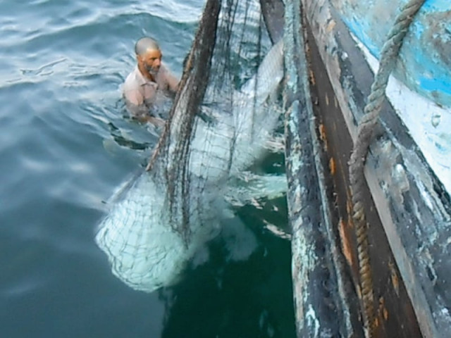 a juvenile whale shark caught in a tuna gillnet in the offshore waters off khobar creek was released without any injury by fishermen on november 20 photo courtesy wwf p a juvenile whale shark caught in a tuna gillnet in the offshore waters off khobar creek was released without any injury by fishermen on november 20 photo courtesy wwf p