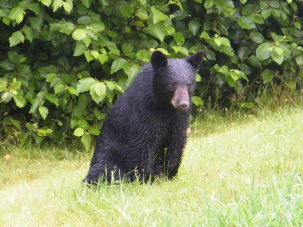 kaghan police sho says bears and leopards move down the mountains during winters photo file kaghan police sho says bears and leopards move down the mountains during winters photo file