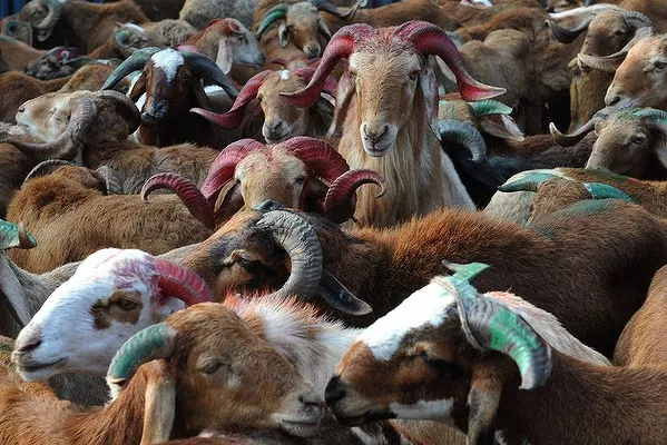 women arrested for stealing goats women arrested for stealing goats