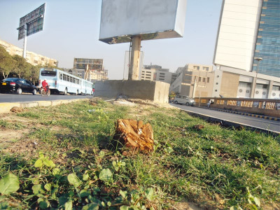 chopped down karachi loses its trees to growing ignorance