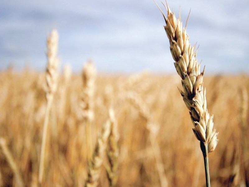 Hybrid wheat expected to revolutionise agri sector - Vimarsana News