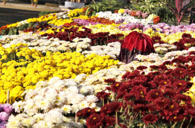 the event has been organised by cda and the islamabad horticulture society photo muhammad javaid express the event has been organised by cda and the islamabad horticulture society photo muhammad javaid express