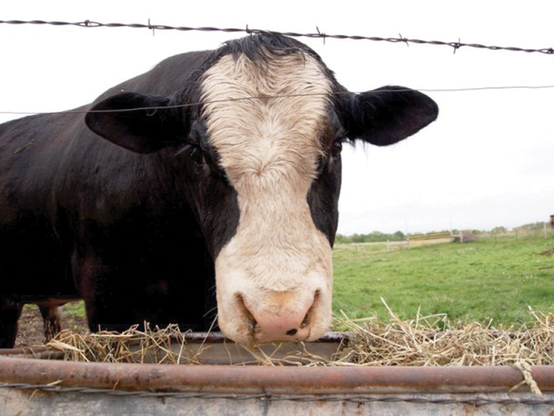 the state bank of pakistan in association with the secp has developed a framework for livestock insurance for borrowers photo file