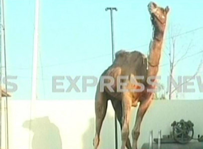 camel chaos two injured as camel runs free in sukkur