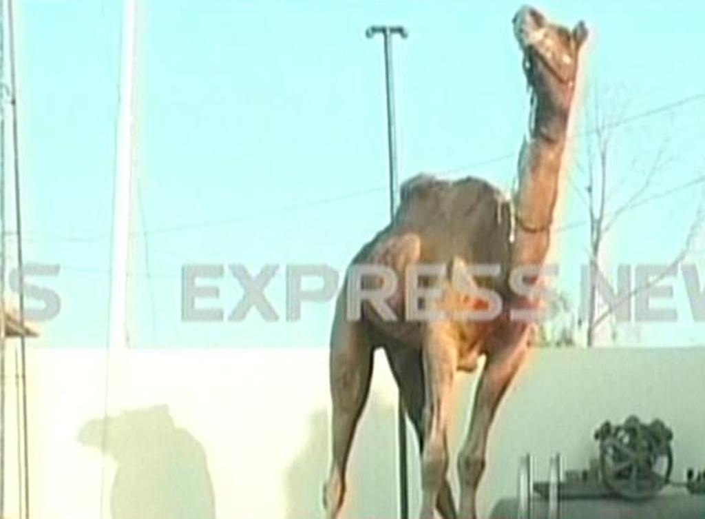 express news screengrab of the camel in sukkur