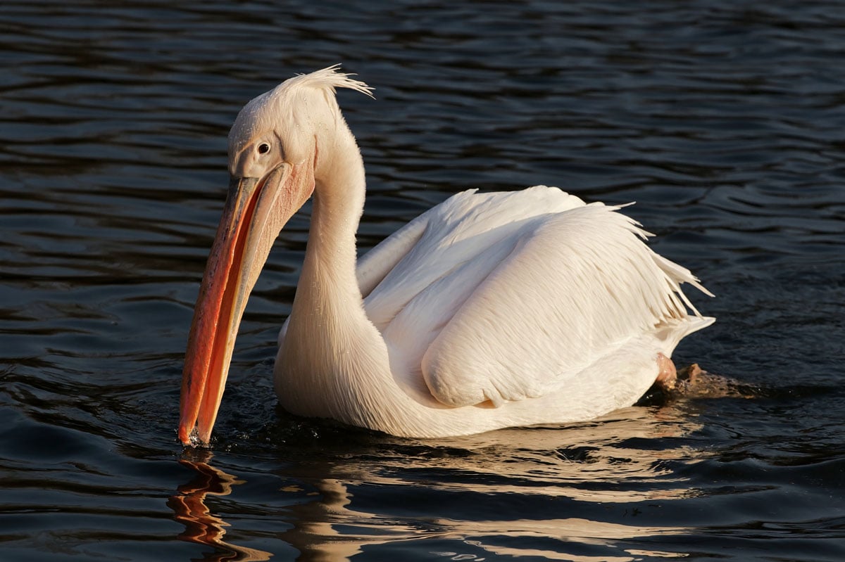 the white pelicans are threatened species but they visit different countries including pakistan during the winter season photo wikimedia