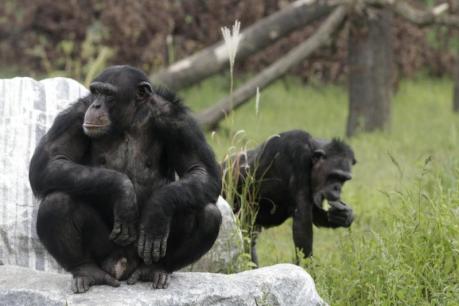 chimpanzees enjoy the sun at sanctuary in gaenserndorf photo reuters