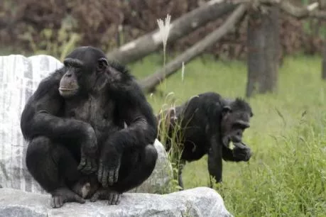 chimpanzees enjoy the sun at sanctuary in gaenserndorf photo reuters chimpanzees enjoy the sun at sanctuary in gaenserndorf photo reuters