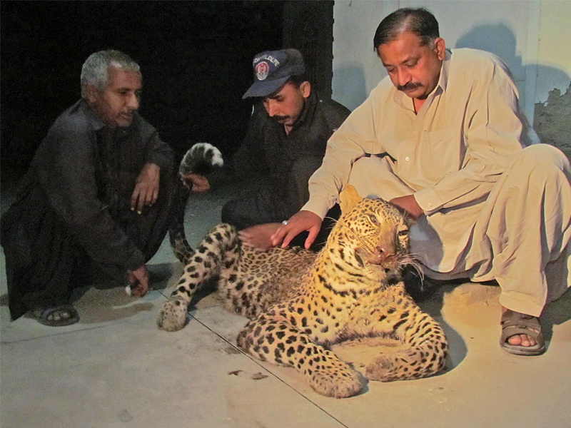 some residents shot down a leopard that strolled into their village near sukkur on tuesday morning photo express