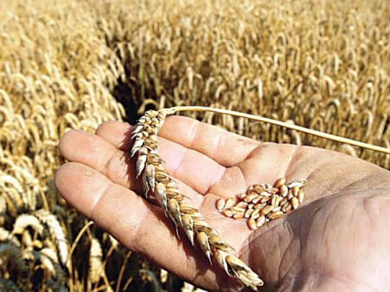 the economic decision making body directed the national food security and research ministry to ask the k p govt to immediately lift the remaining quantity of wheat from passco photo file