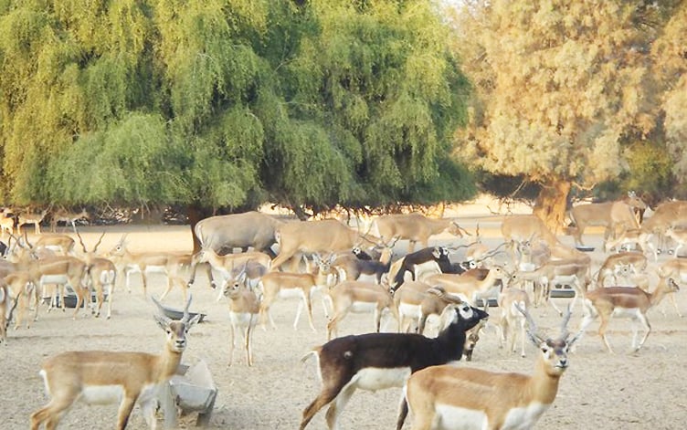 blackbucks and deer at lal suhanra national park photo nativepakistan com