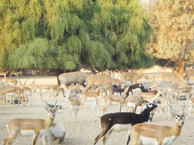blackbucks and deer at lal suhanra national park photo nativepakistan com