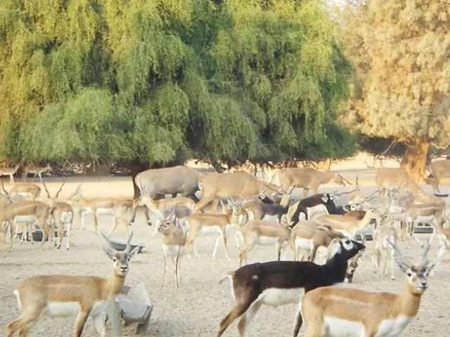blackbucks and deer at lal suhanra national park photo nativepakistan com blackbucks and deer at lal suhanra national park photo nativepakistan com