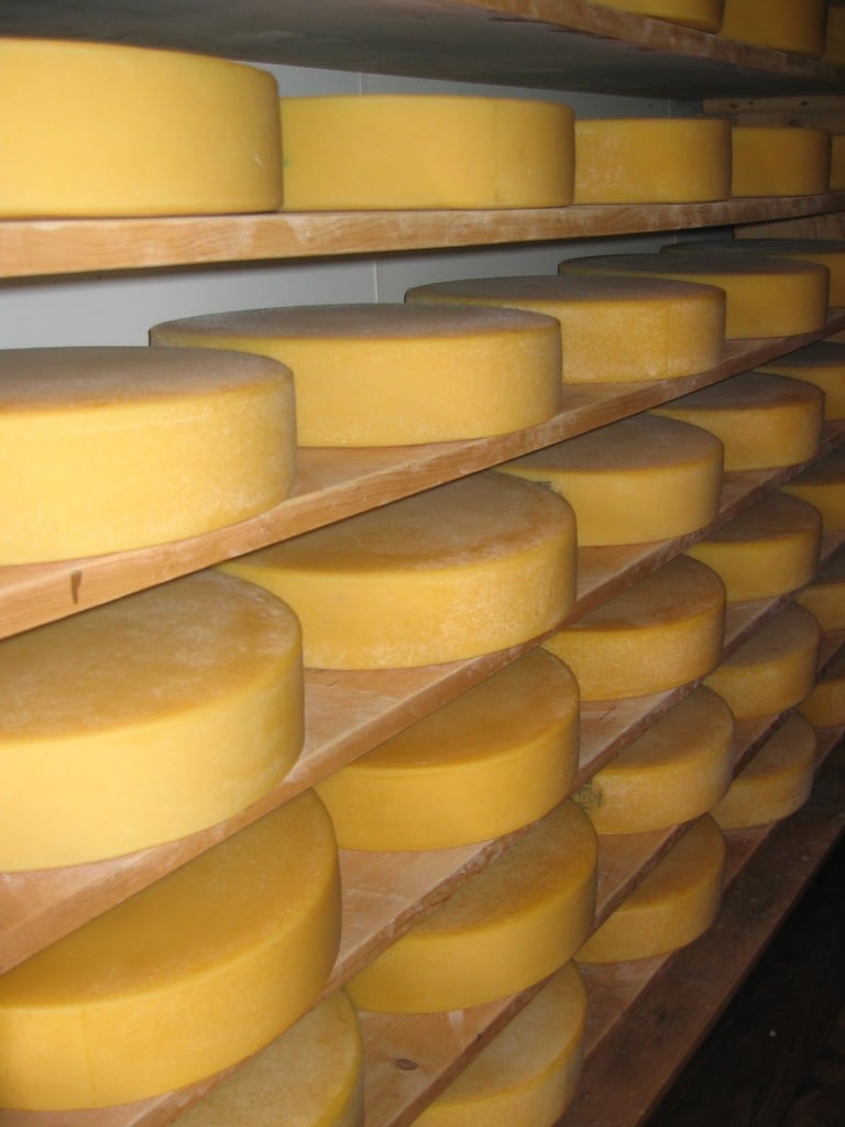 a file photo of swiss cheese photo file