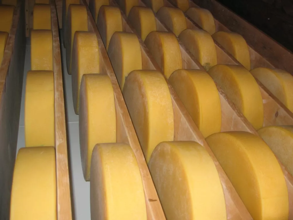 a file photo of swiss cheese photo file a file photo of swiss cheese photo file
