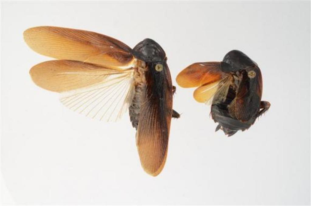 a male left and female of the cockroach species periplaneta japonica found on new york city 039 s high line in 2012 photo reuters