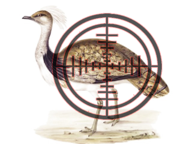 houbara bustards are hunted illegally when they migrate to pakistan image creative commons