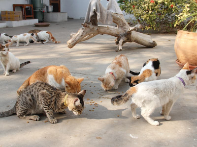 adopt a pet it was literally raining cats for paws