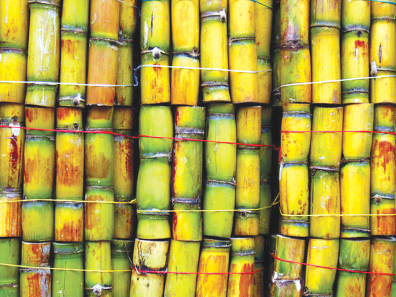 growers demand sugarcane support price at rs400 per 40kgs