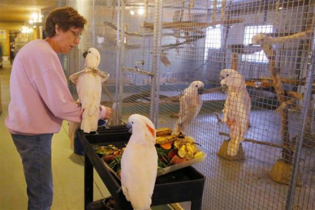 cockatoos perch on a food cart near volunteer beverly lewis at the foster parrots program at the new england exotic wildlife sanctuary in hope valley rhode island december 4 2013 photo reuters cockatoos perch on a food cart near volunteer beverly lewis at the foster parrots program at the new england exotic wildlife sanctuary in hope valley rhode island december 4 2013 photo reuters