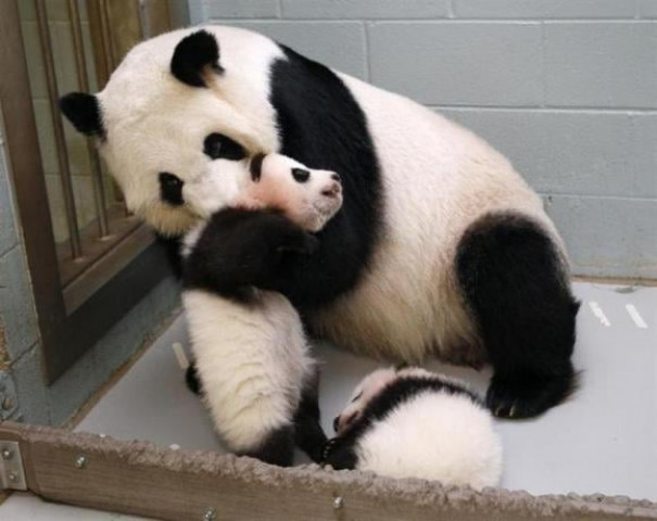 giant panda lun lun picks up her panda cub mei lun to nurse him as her other cub mei huan sleeps at her feet photo reuters giant panda lun lun picks up her panda cub mei lun to nurse him as her other cub mei huan sleeps at her feet photo reuters