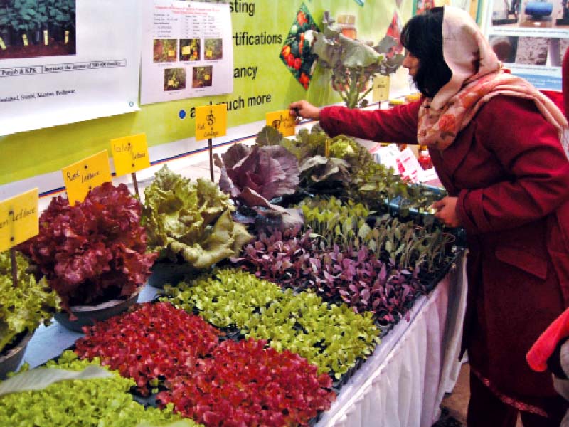 the event is a rare opportunity for farmers from across the country to share their technical expertise with each other photo muhammad javaid express