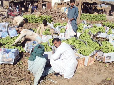 going bananas over a plot khairpur labourers worry about losing market to play ground going bananas over a plot khairpur labourers worry about losing market to play ground