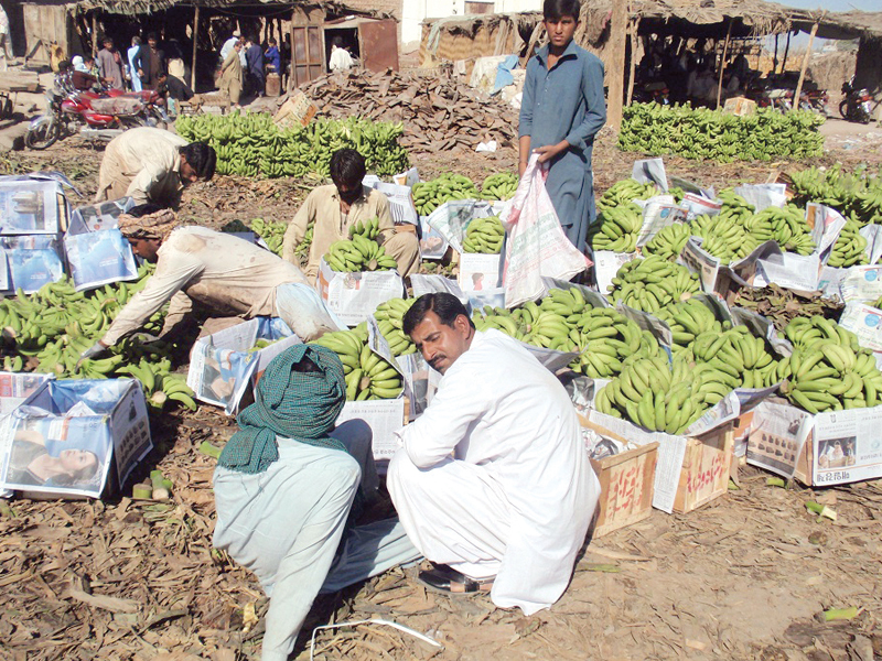 the bananas from the market are not only being supplied throughout the country but also being exported to iran and afghanistan photo express