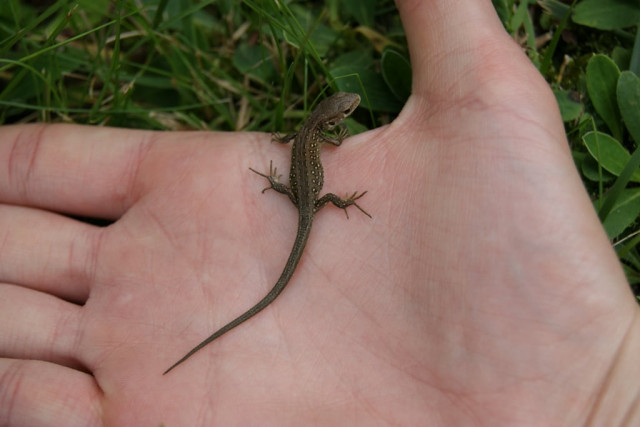 swd rescues 14 spiny tailed lizards swd rescues 14 spiny tailed lizards